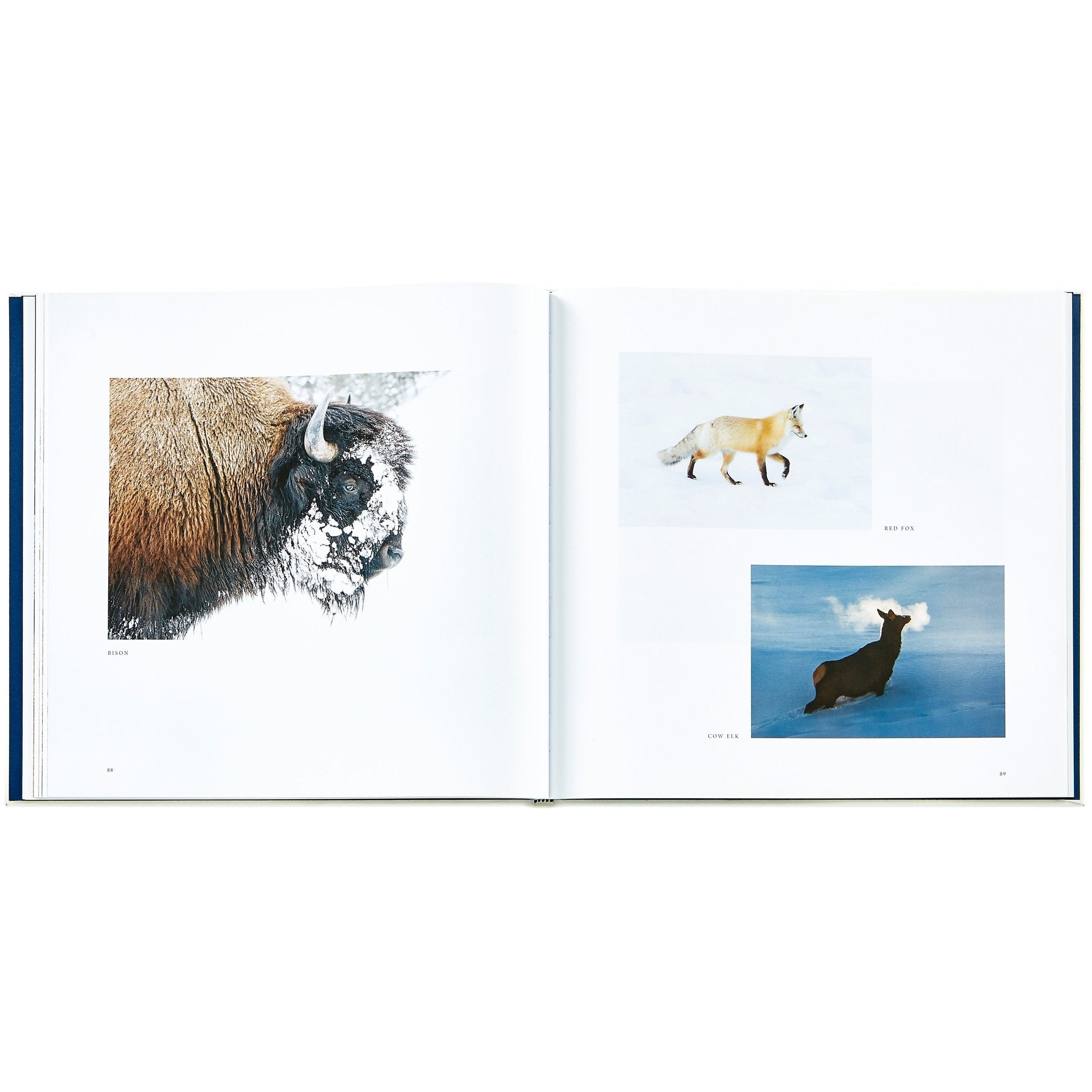 Yellowstone: A Land of Wild and Wonder - Muir Way - Books