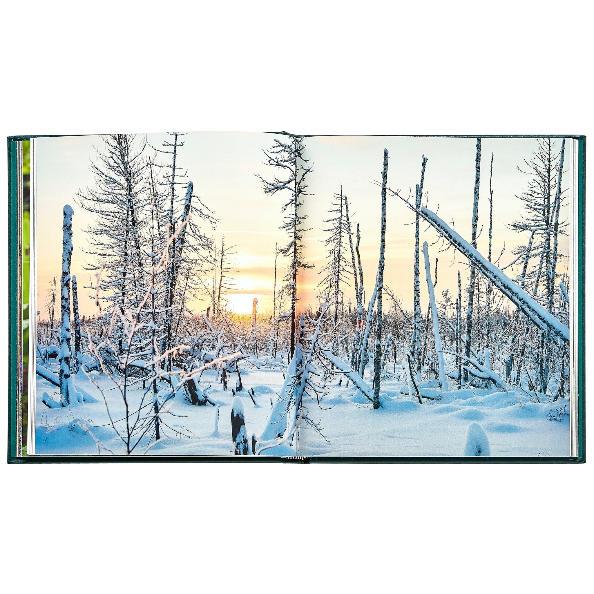 The Hidden Life of Trees - Muir Way - Books