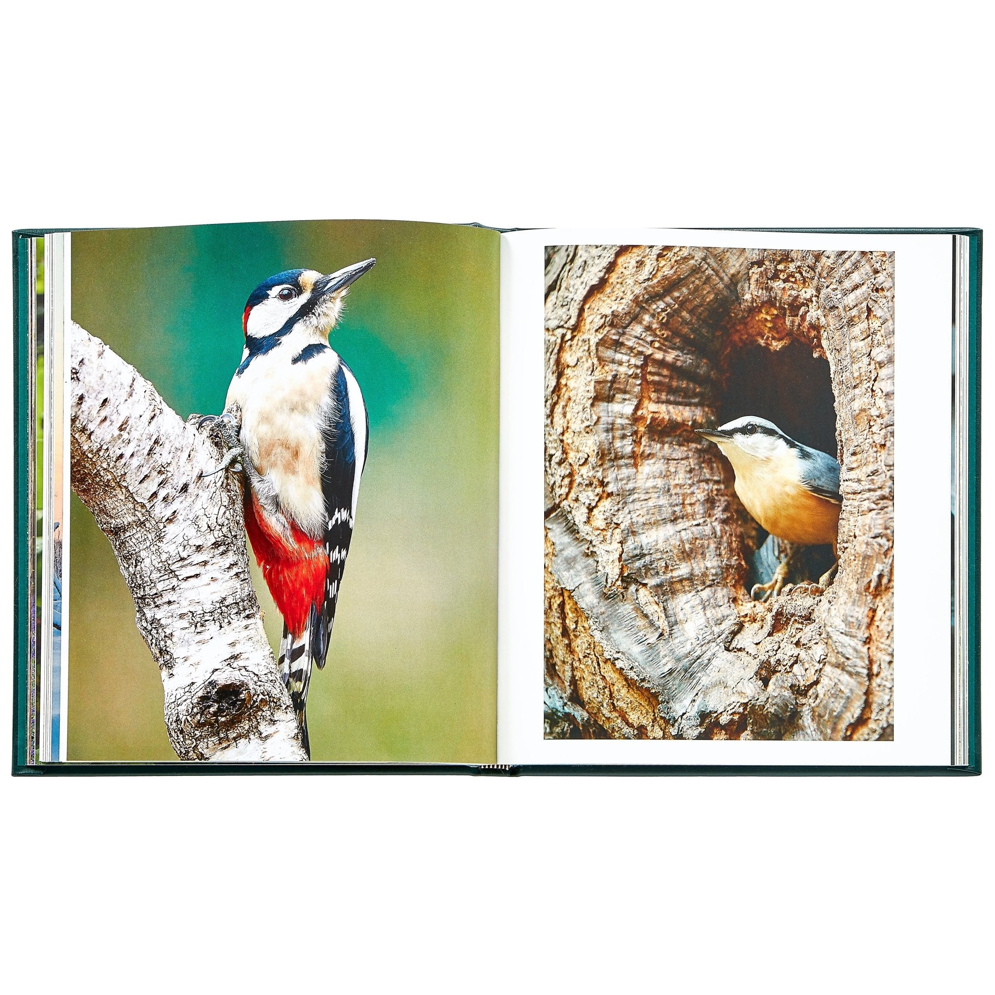 The Hidden Life of Trees - Muir Way - Books