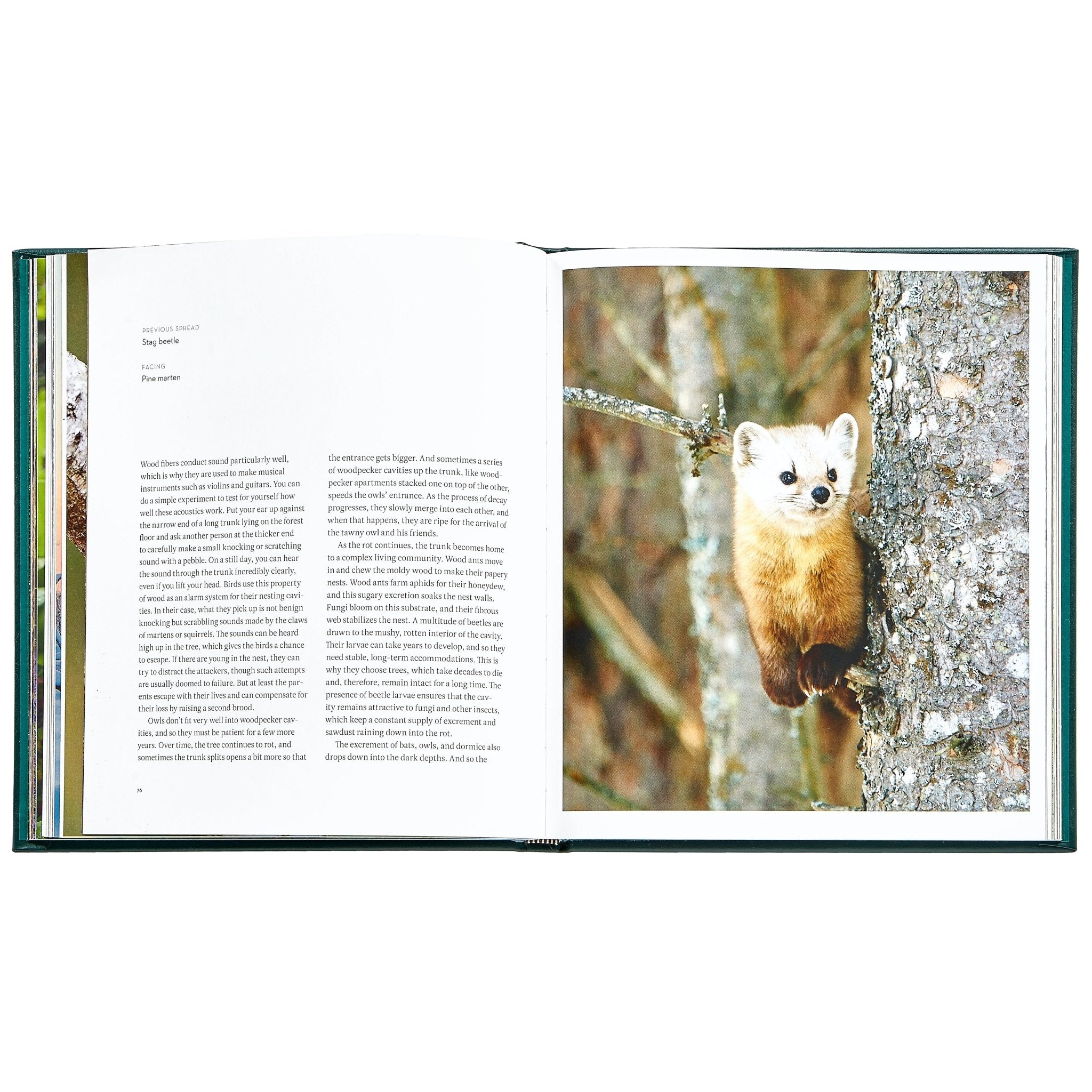 The Hidden Life of Trees - Muir Way - Books