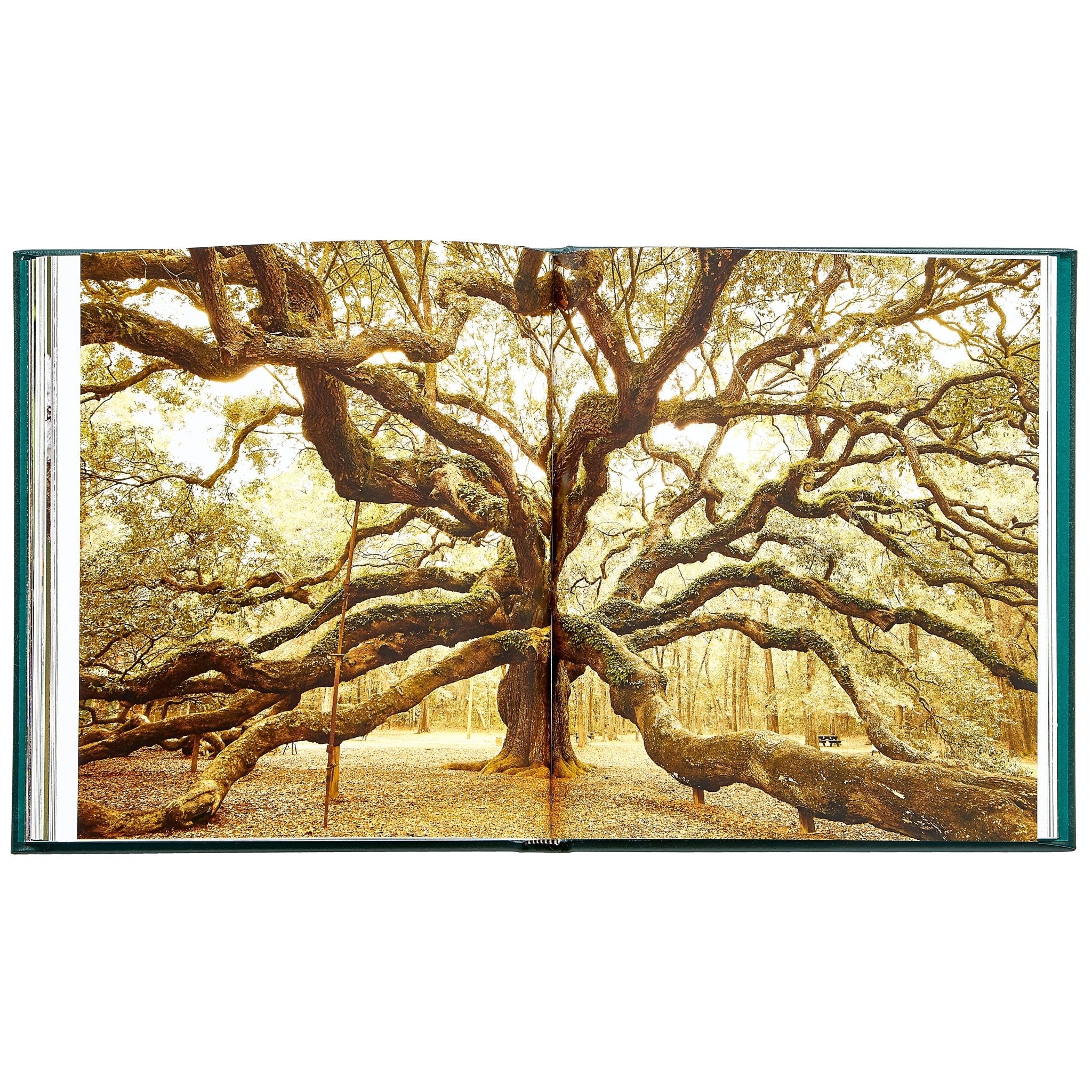 The Hidden Life of Trees - Muir Way - Books