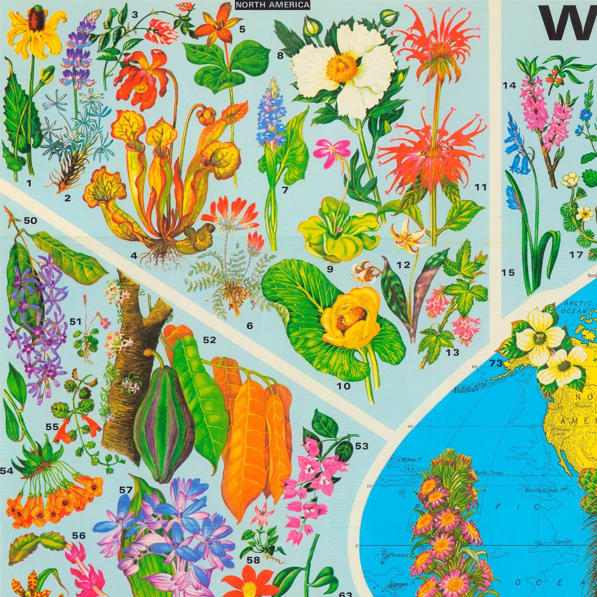 World of Flowers - Muir Way - Vintage Map