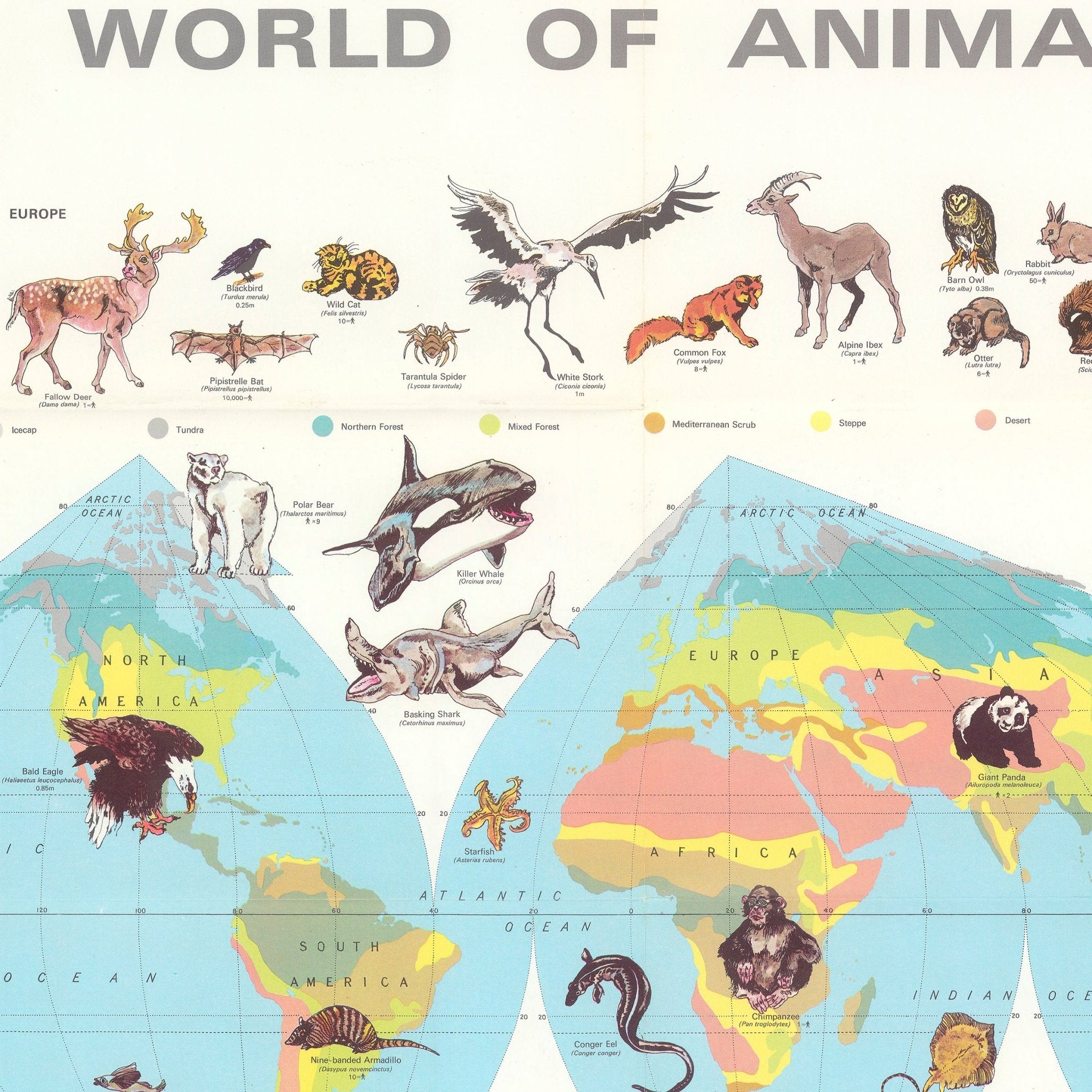 World of Animals - Muir Way - Vintage Map