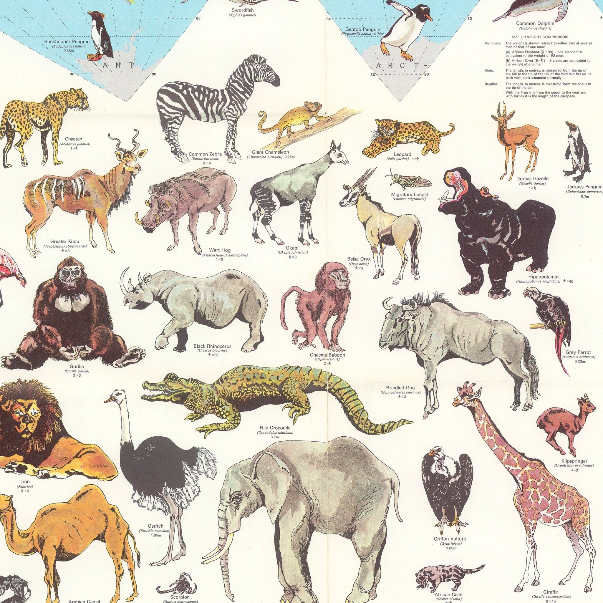 World of Animals - Muir Way - Vintage Map
