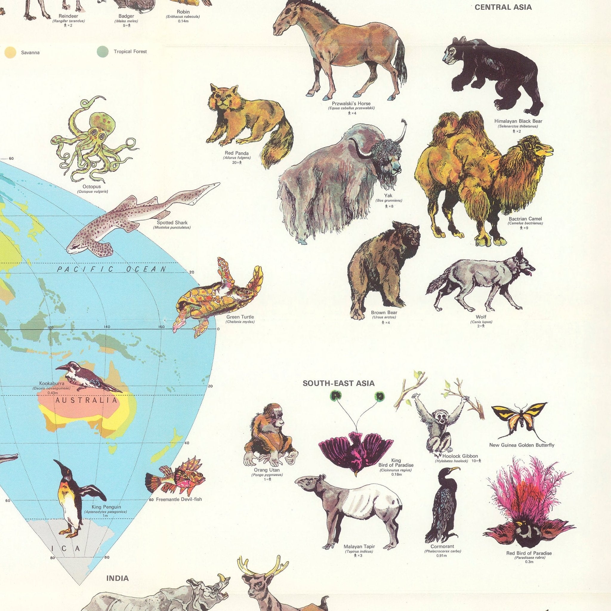 World of Animals - Muir Way - Vintage Map