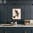Grey Hawk Art Print - Muir Way - Animals