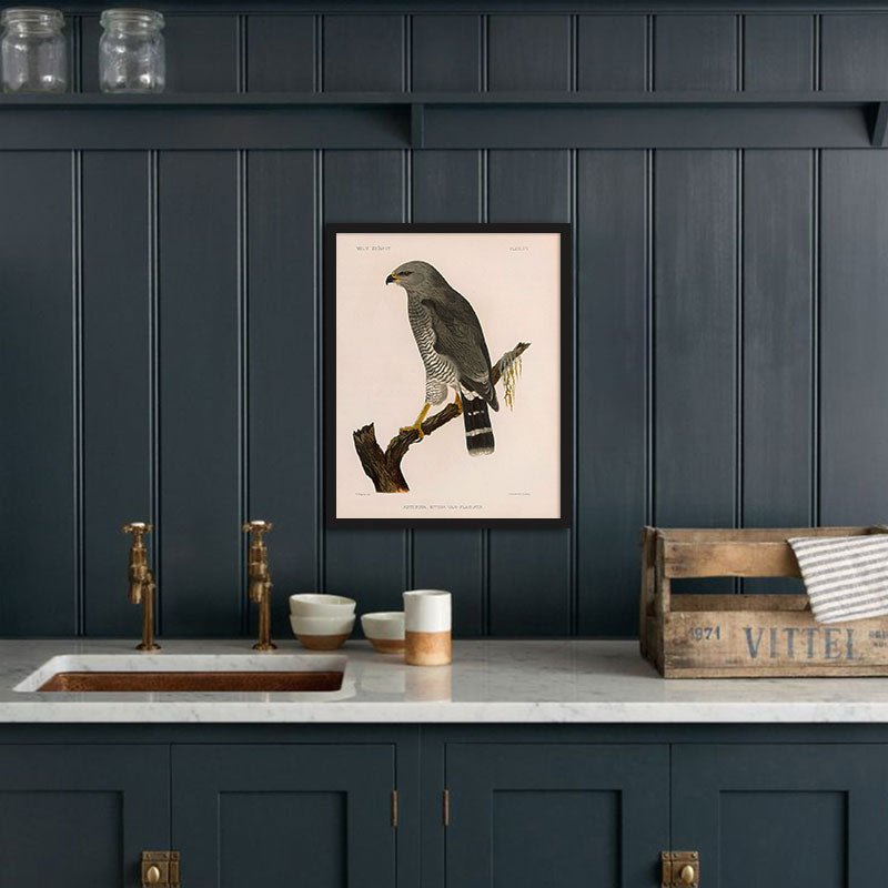 Grey Hawk Art Print - Muir Way - Animals