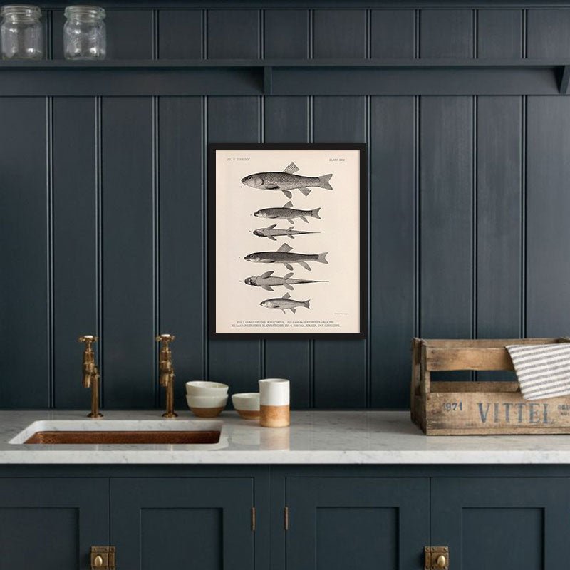 Chubs and Suckers Art Print - Muir Way - Animals