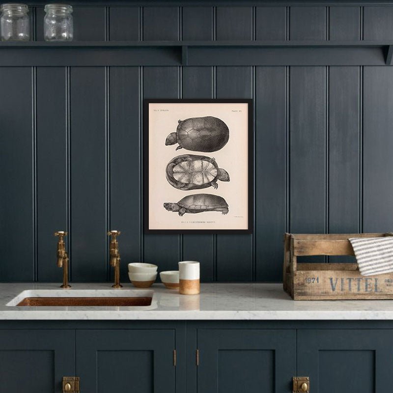 Sonora Mud Turtle Art Print - Muir Way - Animals