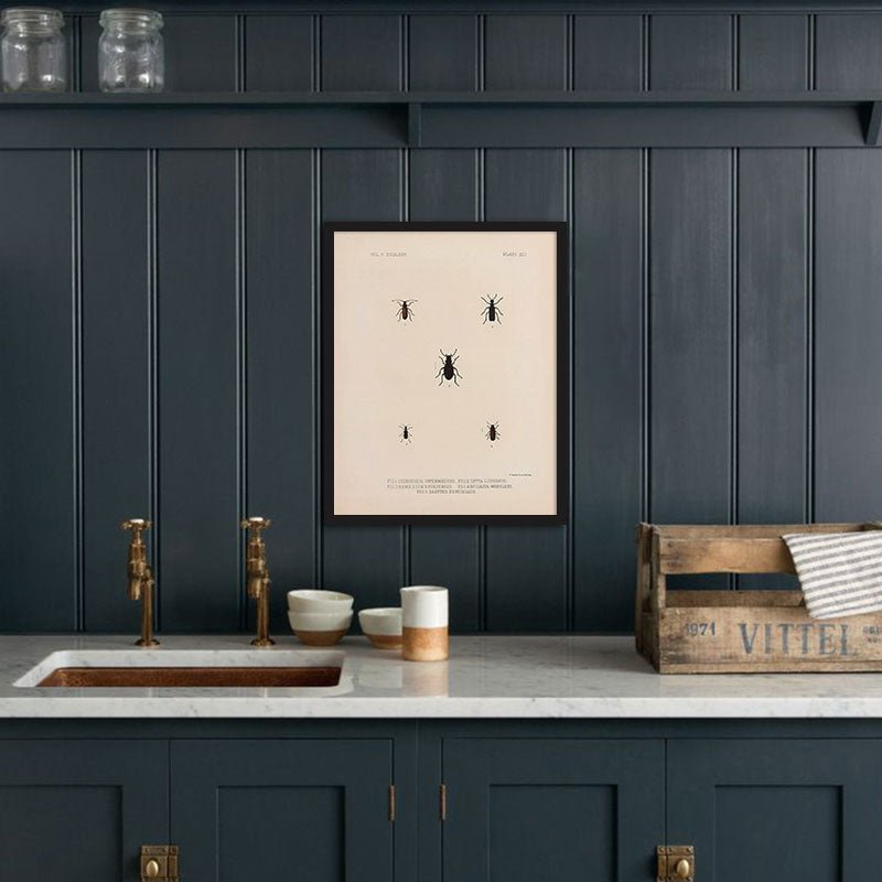 Beetles Art Print - Muir Way - Animals
