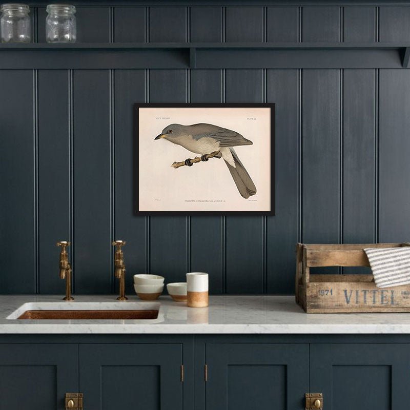 Mexican Jay Art Print - Muir Way - Animals