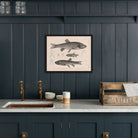 Chubs and Redside Art Print - Muir Way - Animals