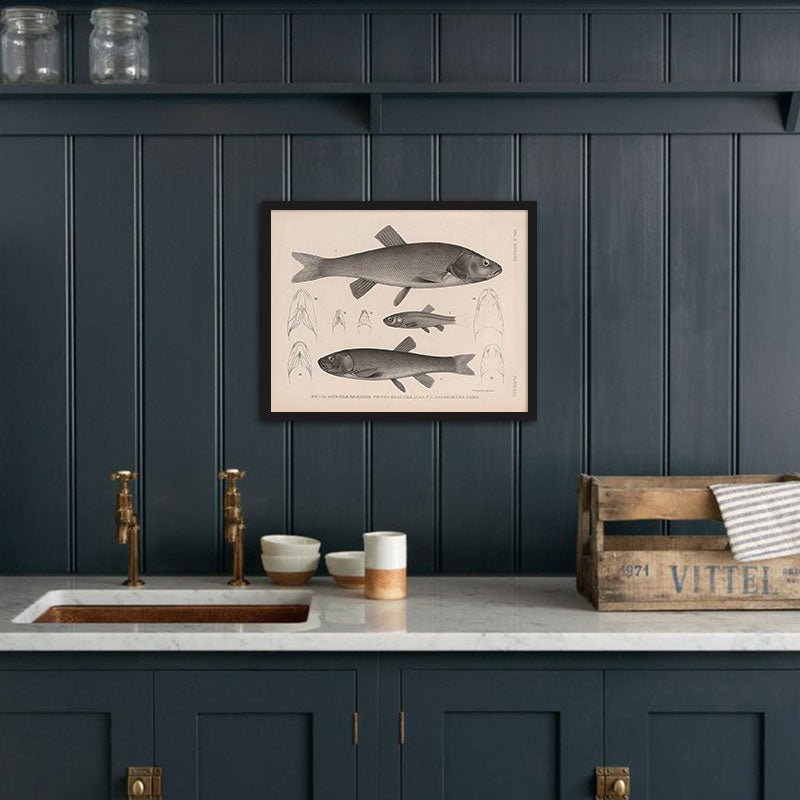 Chubs and Redside Art Print - Muir Way - Animals