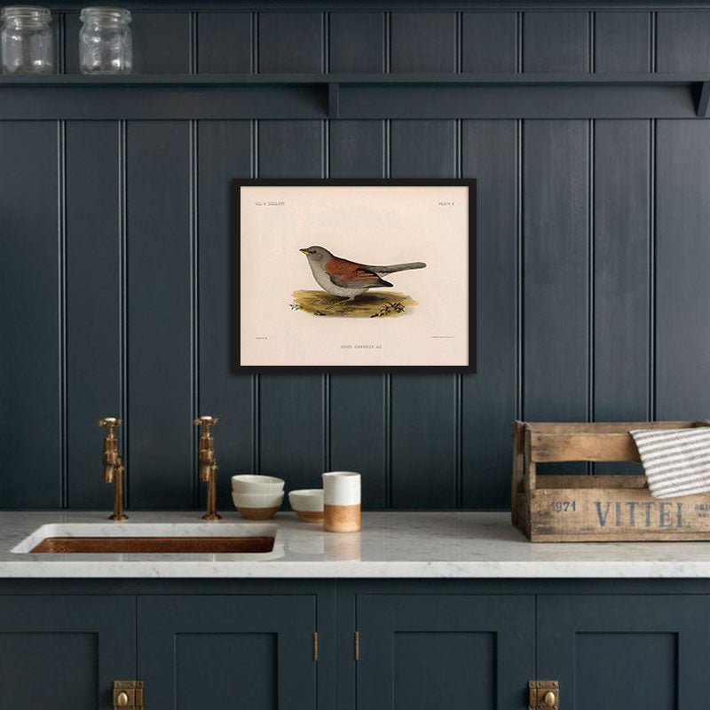 Red - Backed Junco - Female Art Print - Muir Way - Animals