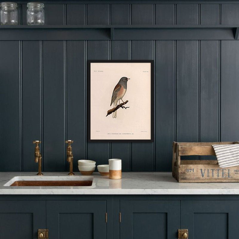 Oregon Junco Art Print - Muir Way - Animals