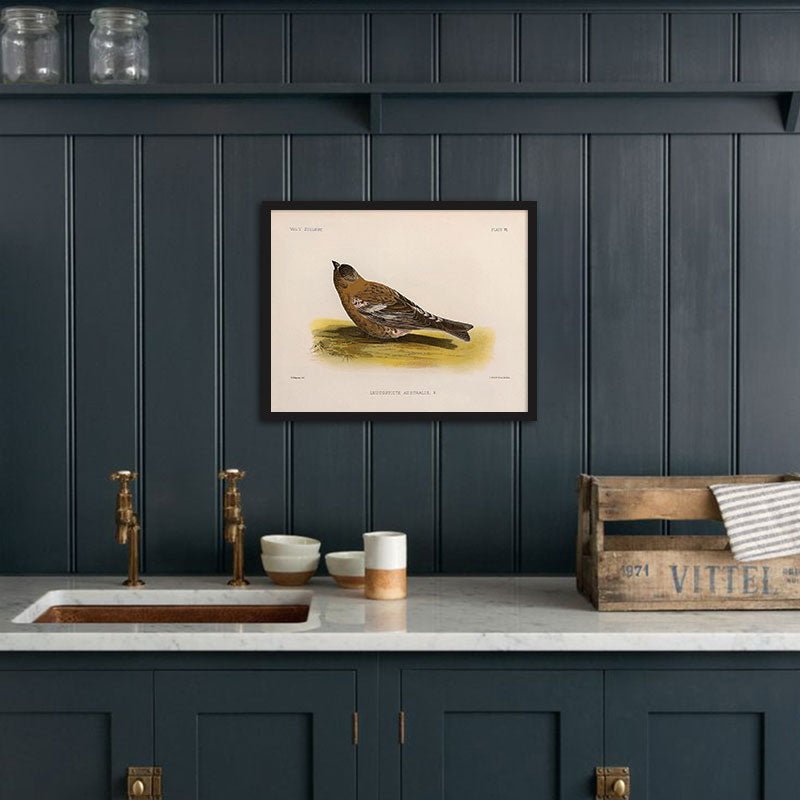 Rosy - Finch - Female Art Print - Muir Way - Animals