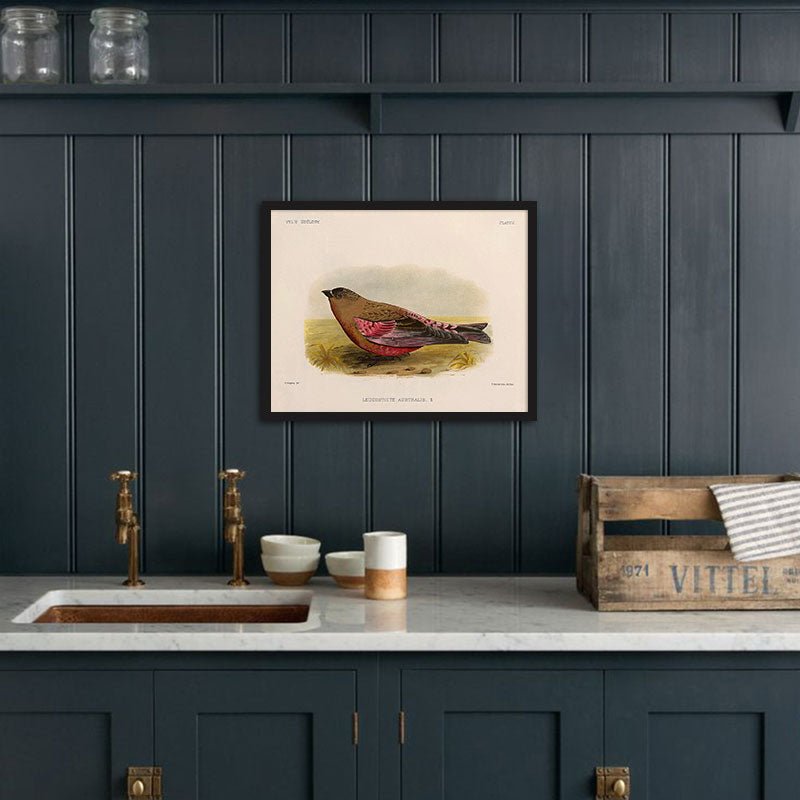 Rosy - Finch - Male Art Print - Muir Way - Animals