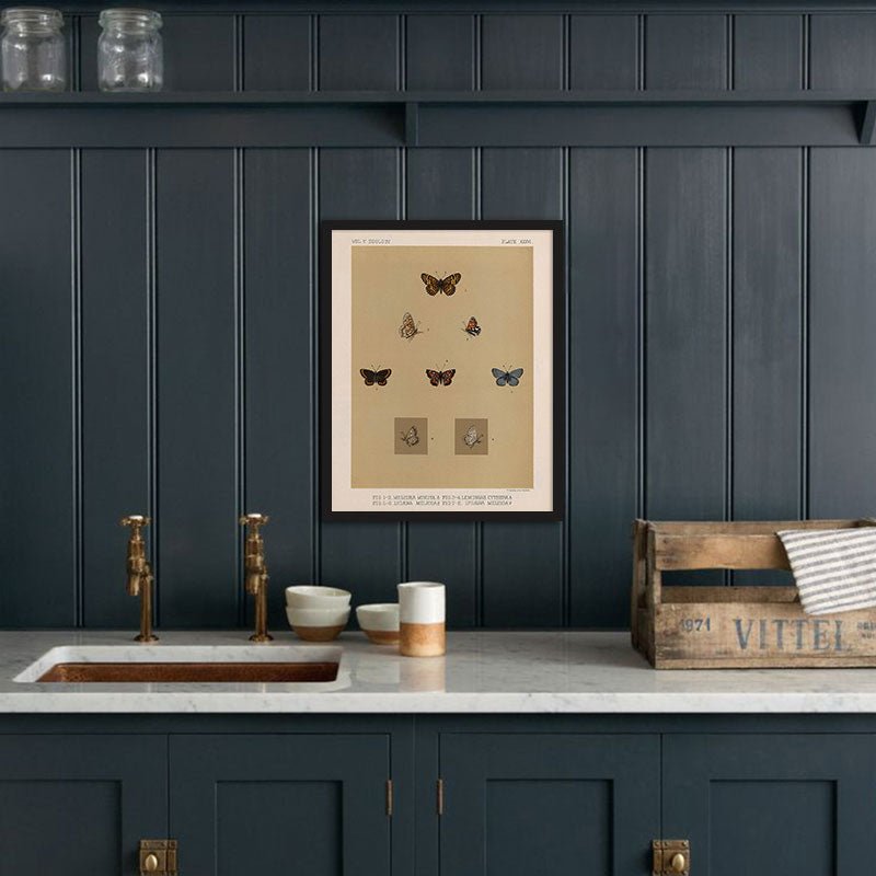 Butterflies - 3 Art Print - Muir Way - Animals