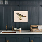 Flycatcher Art Print - Muir Way - Animals