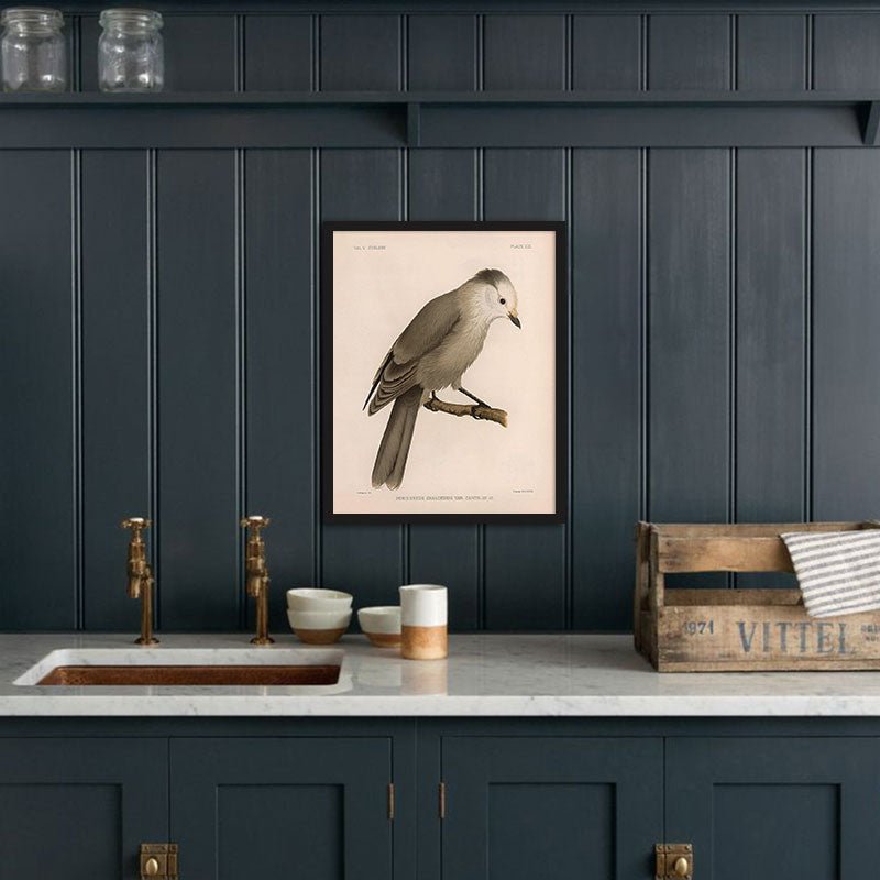 Grey Jay Art Print - Muir Way - Animals
