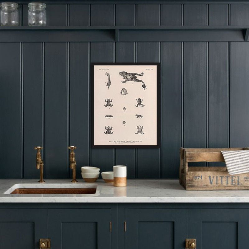 Frog and Toads Art Print - Muir Way - Animals