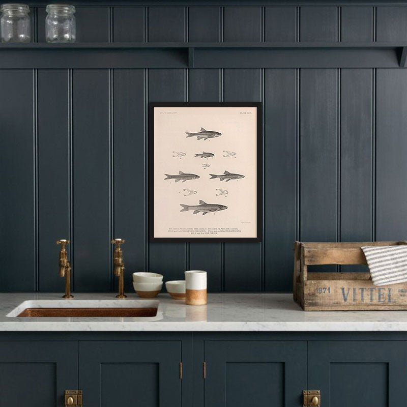 Daces and Chubs Art Print - Muir Way - Animals