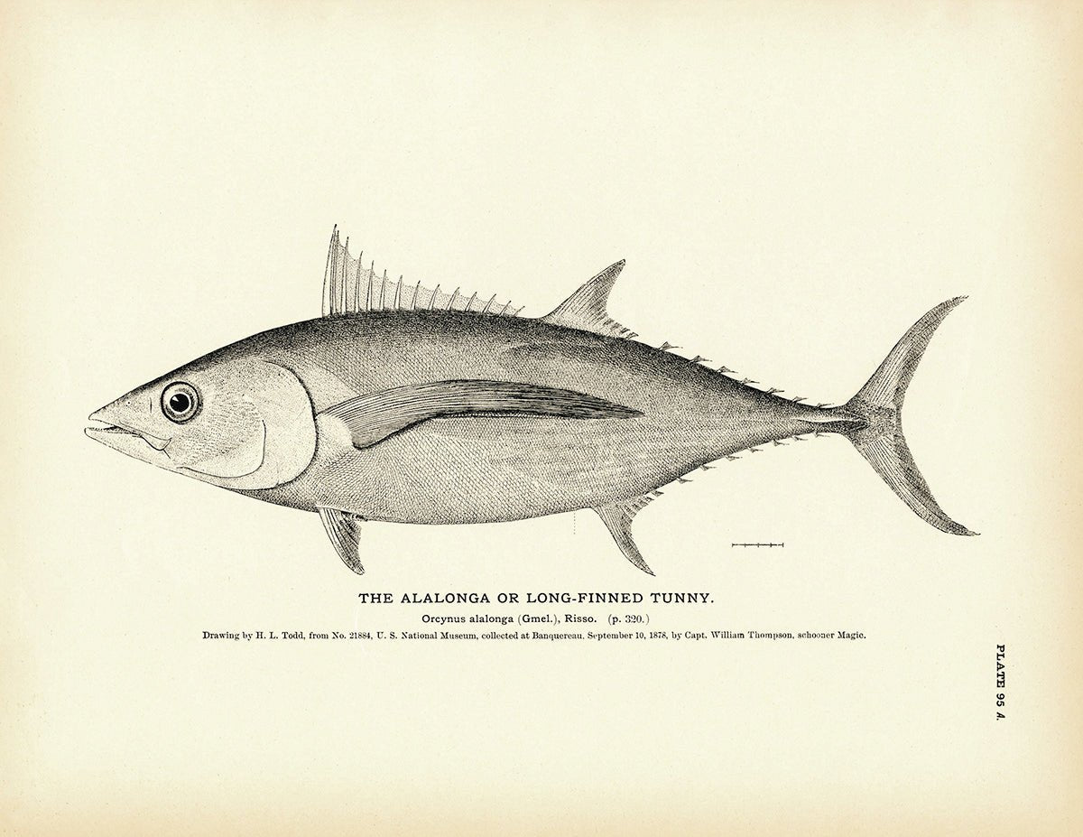 Alalonga (Long - Finned Tunny) Art Print - Muir Way - Fisheries