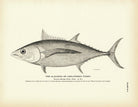 Alalonga (Long - Finned Tunny) Art Print - Muir Way - Fisheries