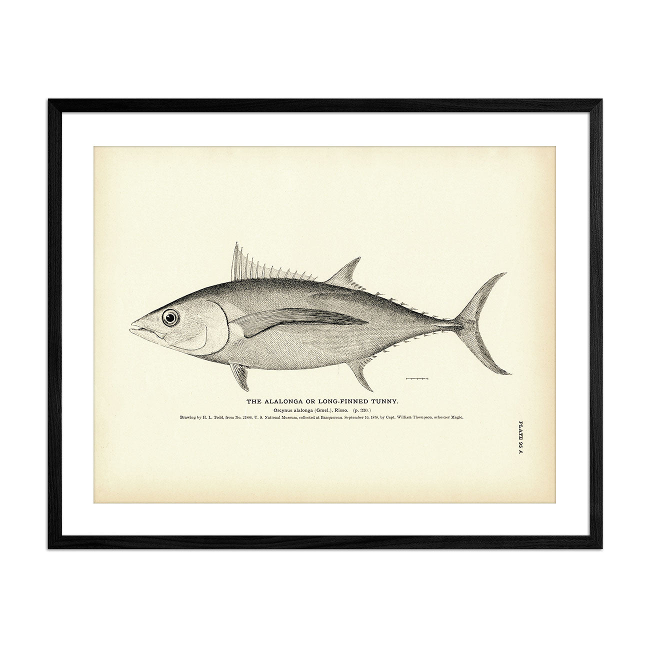 Alalonga (Long - Finned Tunny) Art Print - Muir Way - Fisheries