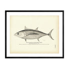 Alalonga (Long - Finned Tunny) Art Print - Muir Way - Fisheries