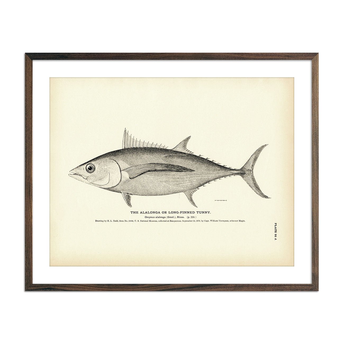 Alalonga (Long - Finned Tunny) Art Print - Muir Way - Fisheries