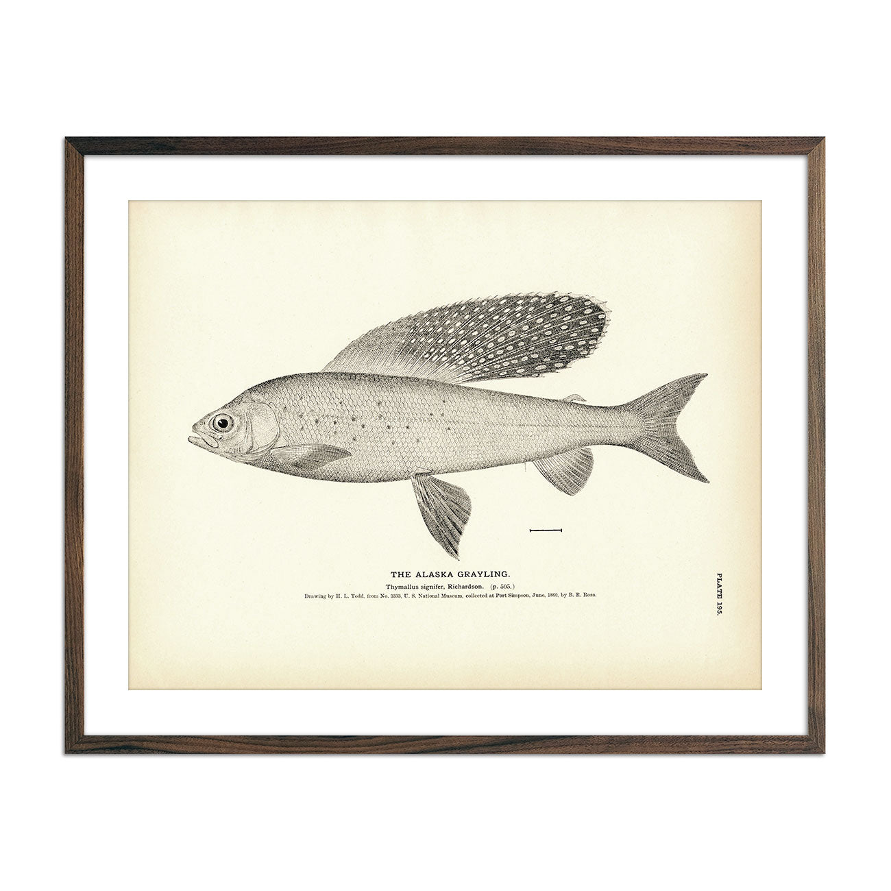 Alaska Grayling Art Print - Muir Way - Fisheries