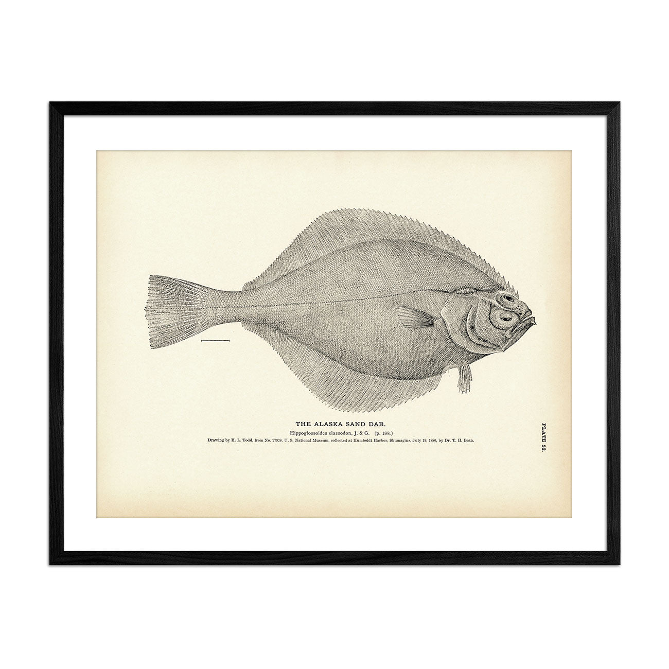 Alaska Sand Dab Art Print - Muir Way - Fisheries