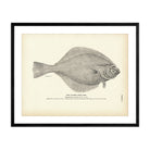 Alaska Sand Dab Art Print - Muir Way - Fisheries