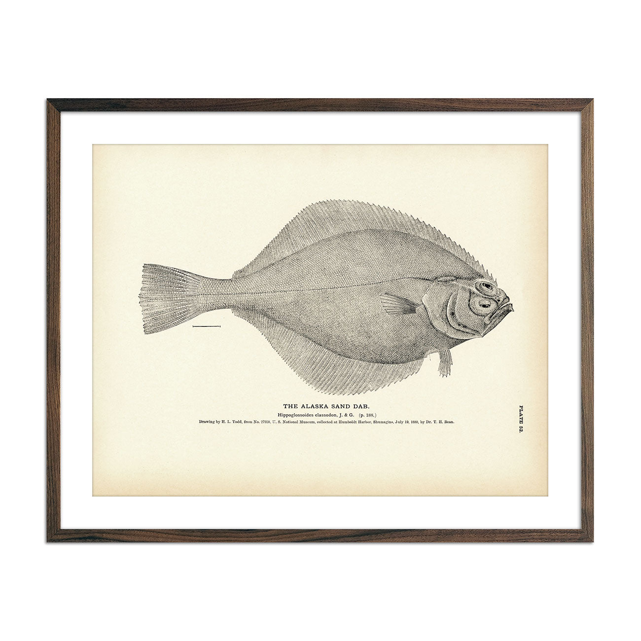 Alaska Sand Dab Art Print - Muir Way - Fisheries