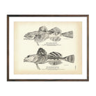 Alaska Sculpin and Southern Sculpin Art Print - Muir Way - Fisheries