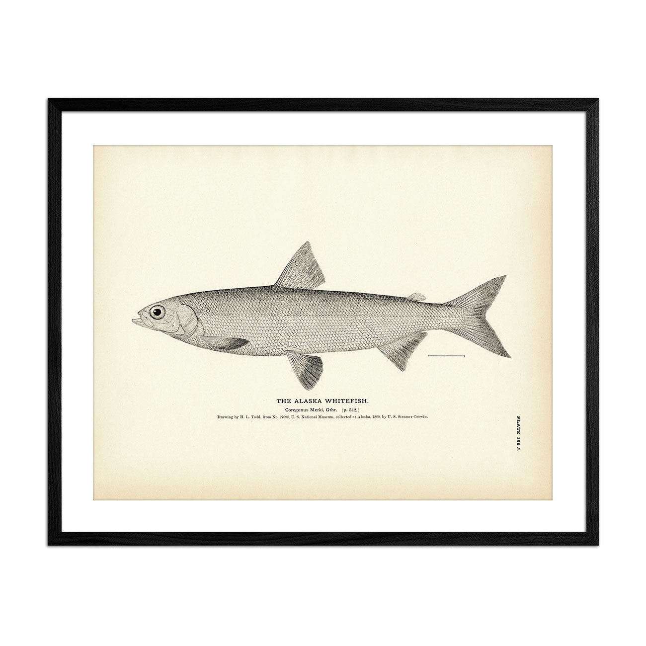 Alaska Whitefish Art Print - Muir Way - Fisheries