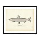 Alaska Whitefish Art Print - Muir Way - Fisheries