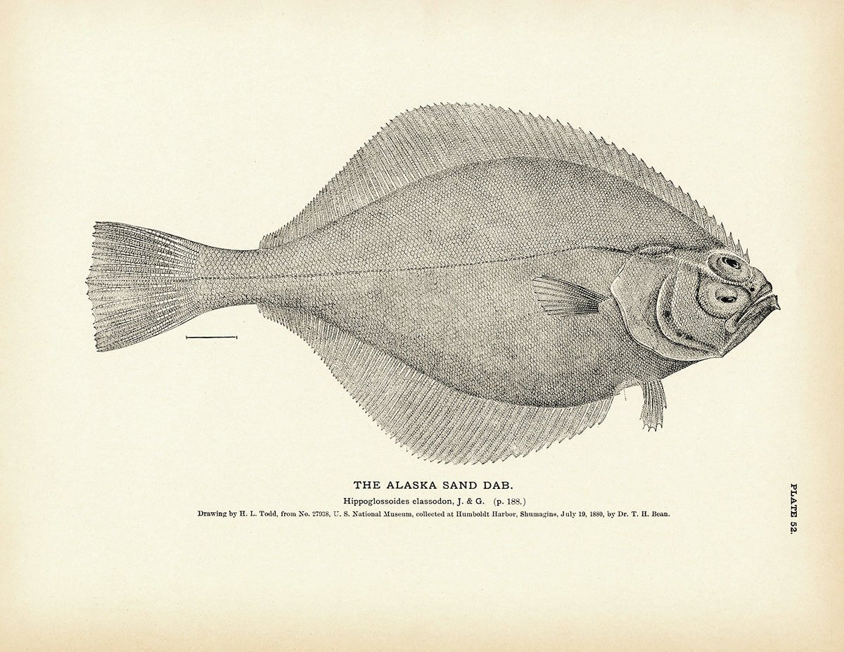 Alaska Sand Dab Art Print - Muir Way - Fisheries