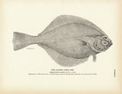 Alaska Sand Dab Art Print - Muir Way - Fisheries