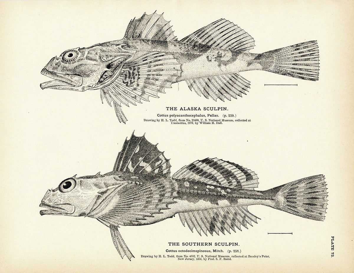Alaska Sculpin and Southern Sculpin Art Print - Muir Way - Fisheries