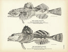Alaska Sculpin and Southern Sculpin Art Print - Muir Way - Fisheries
