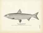Alaska Whitefish Art Print - Muir Way - Fisheries