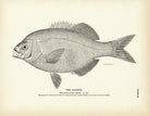Alfione Art Print - Muir Way - Fisheries