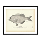 Alfione Art Print - Muir Way - Fisheries