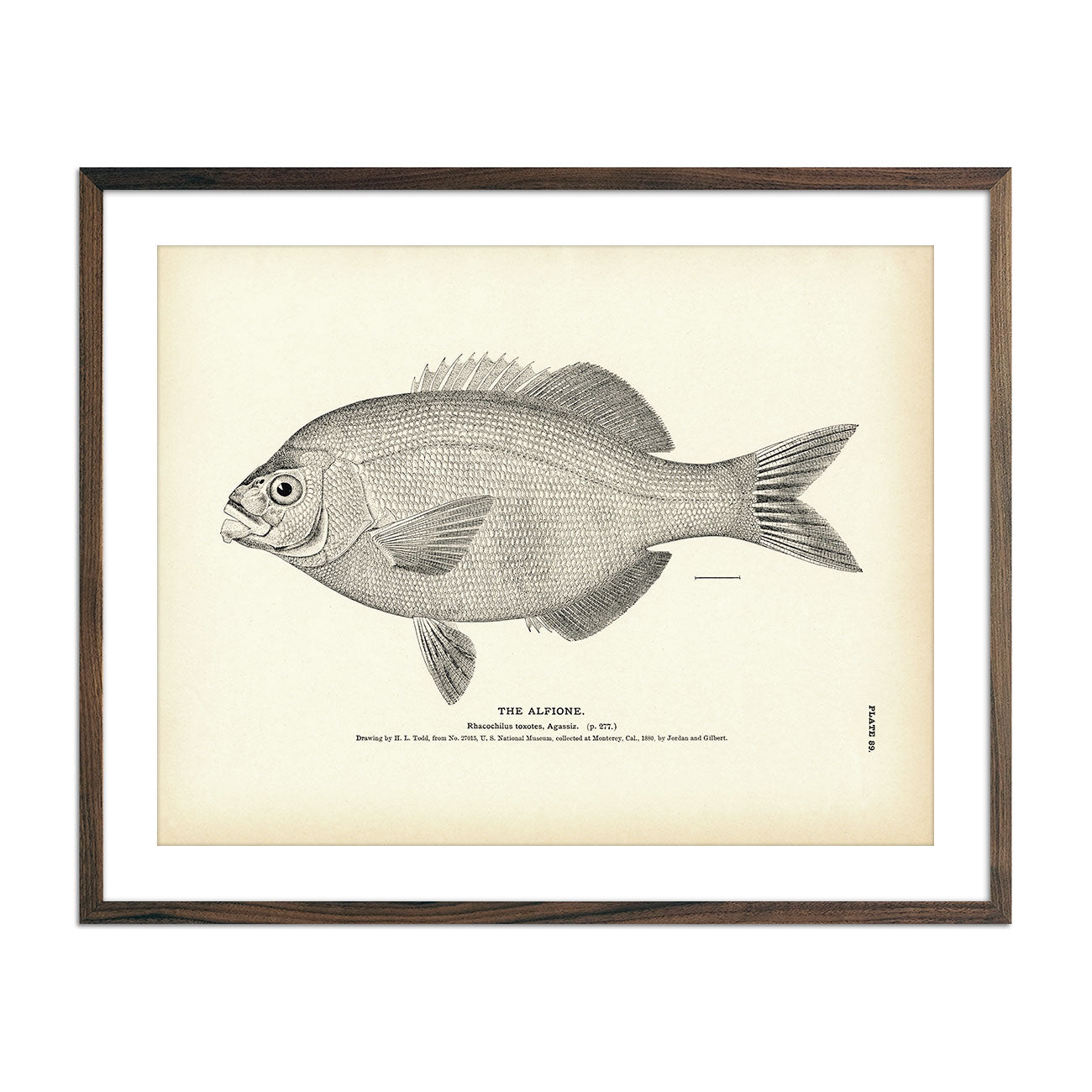 Alfione Art Print - Muir Way - Fisheries
