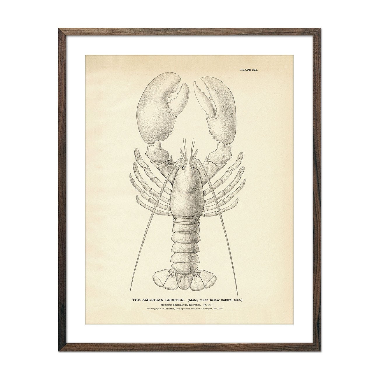 American Lobster Art Print - Muir Way - Fisheries