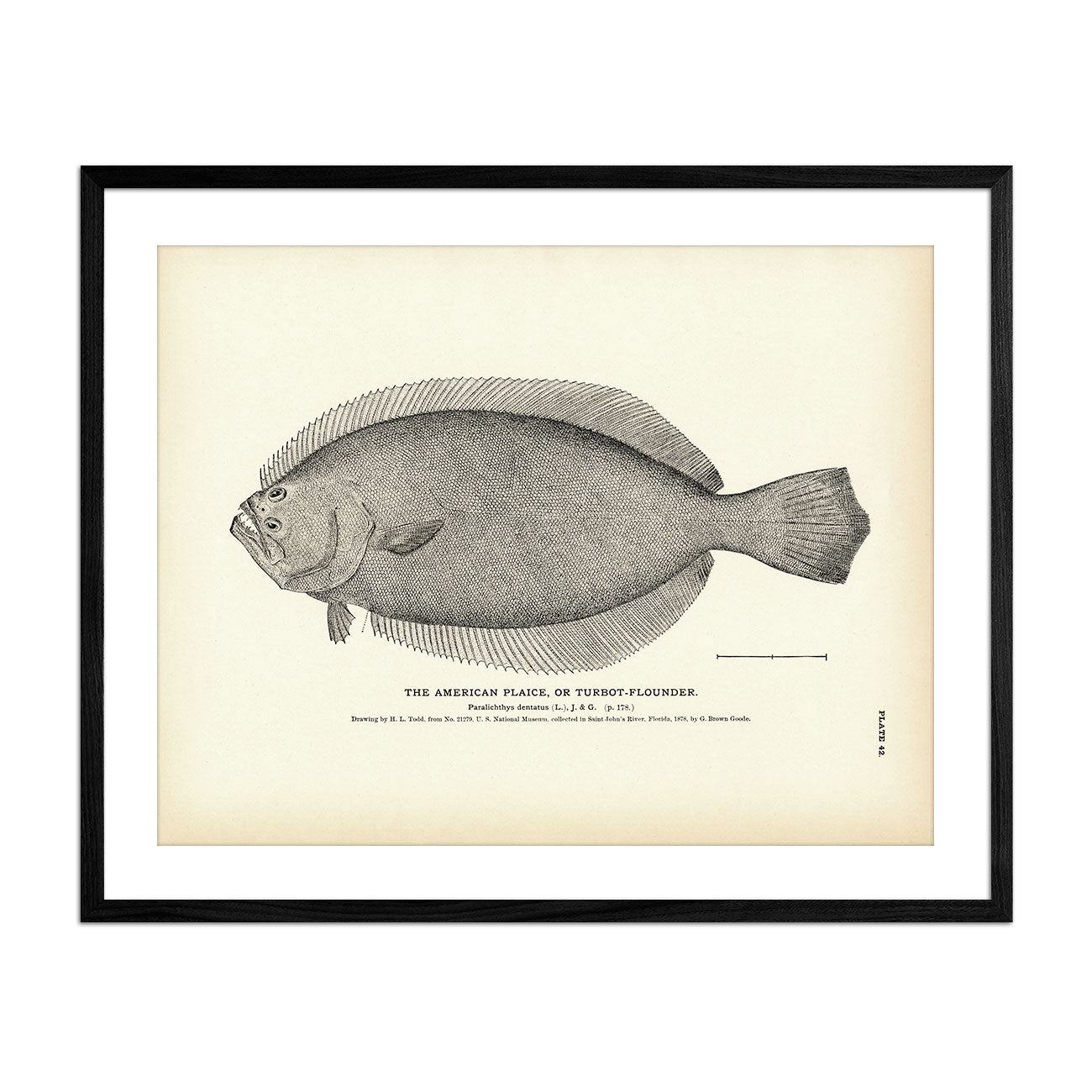American Plaice (Turbot - Flounder) Art Print - Muir Way - Fisheries