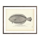 Vintage American Plaice fish print