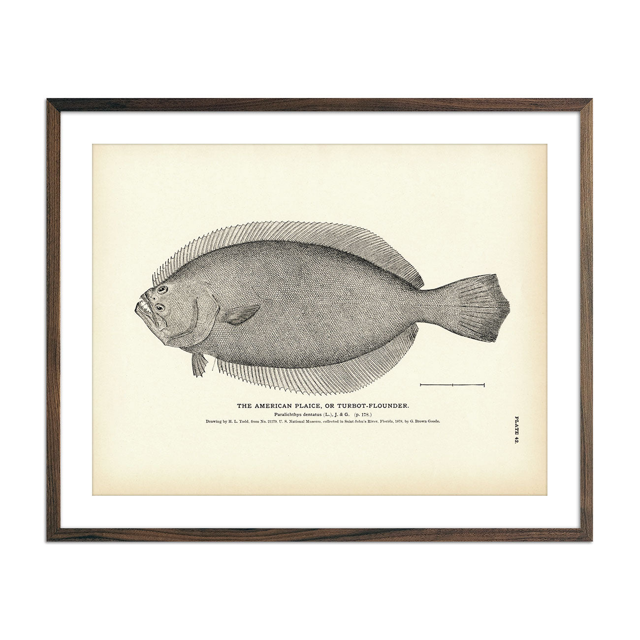American Plaice (Turbot - Flounder) Art Print - Muir Way - Fisheries